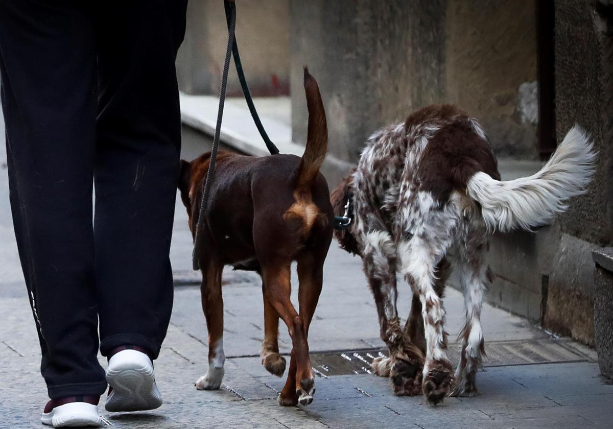 Dos perros en una imagen de archivo