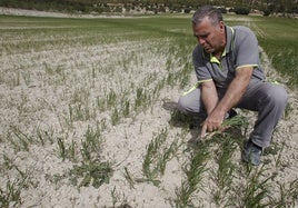 El campo es uno de los sectores más afectados por la subida del salario mínimo.