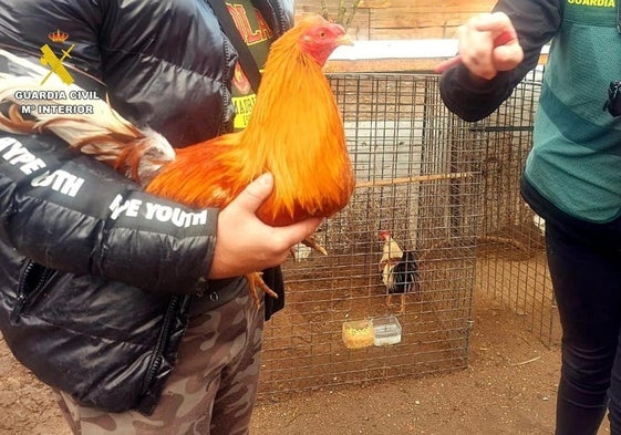 Agentes de la Guardia Civil con uno de los gallos.