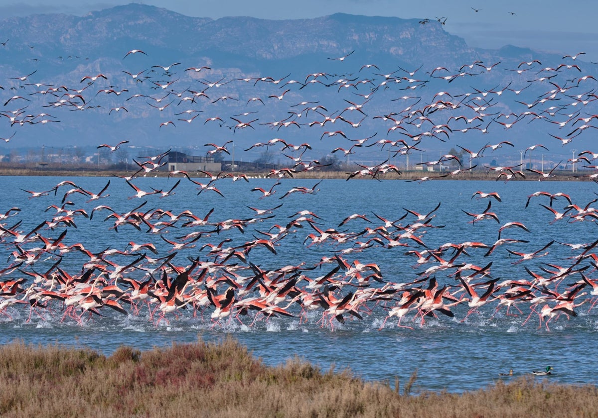 Flamencos en el Delta del Ebro, en la región mediterránea.