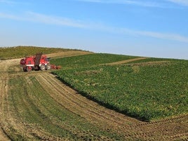 Cultivo de remolacha