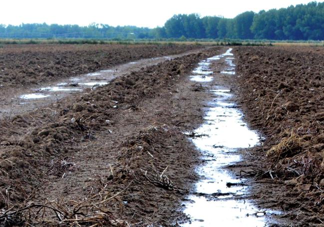 Purines aplicados como abono en un campo de cultivo de Castilla y León.