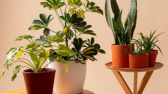 Cómo crear un ambiente natural y acogedor con plantas artificiales