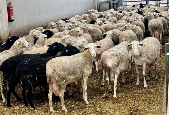 El estiércol de lana de oveja solo podrá usarse como abono en tierras manchegas.