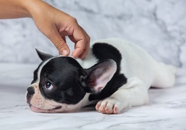 Mejora el sistema inmunitario de tu perro y alivia la pizacón con estas golosinas