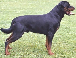 Perro de la raza Rottwiller en una imagen de archivo.