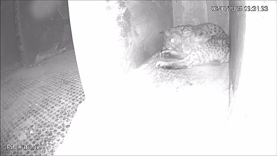 Nace el primer lince ibérico de la temporada en un centro de cría en Cáceres