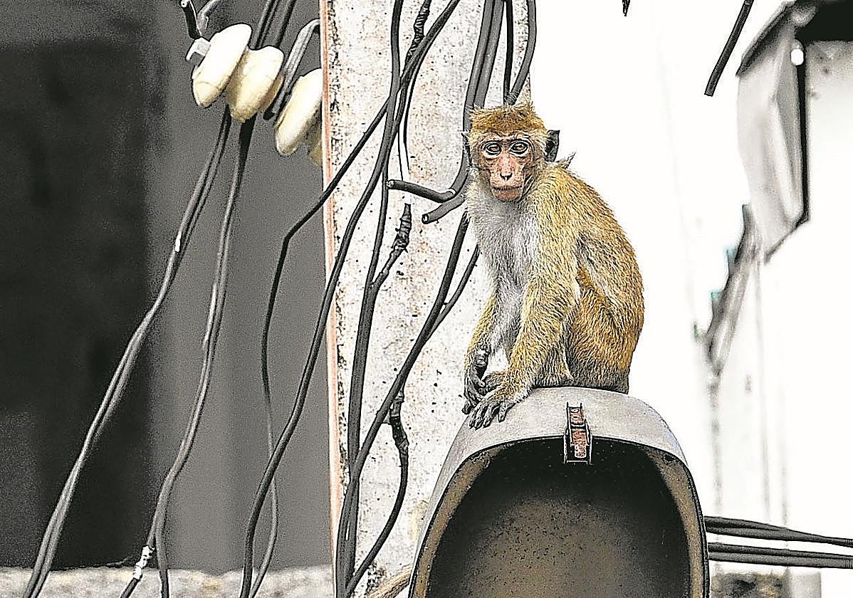 Un mono juega con los cables eléctricos aéreos en una calle de la ciudad de Anuradhapura,en Sri Lanka.