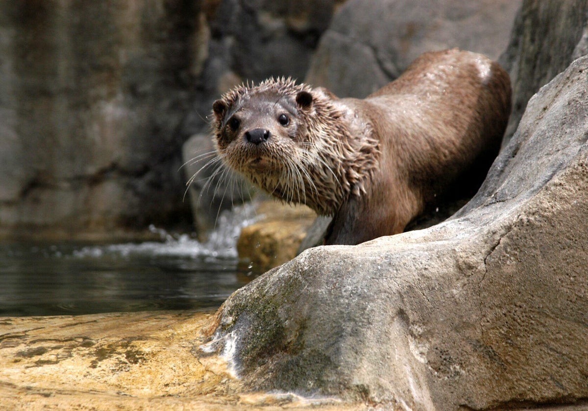 Una nutria en el zoo de Guadalajara (Toledo), nacida en cautividad.