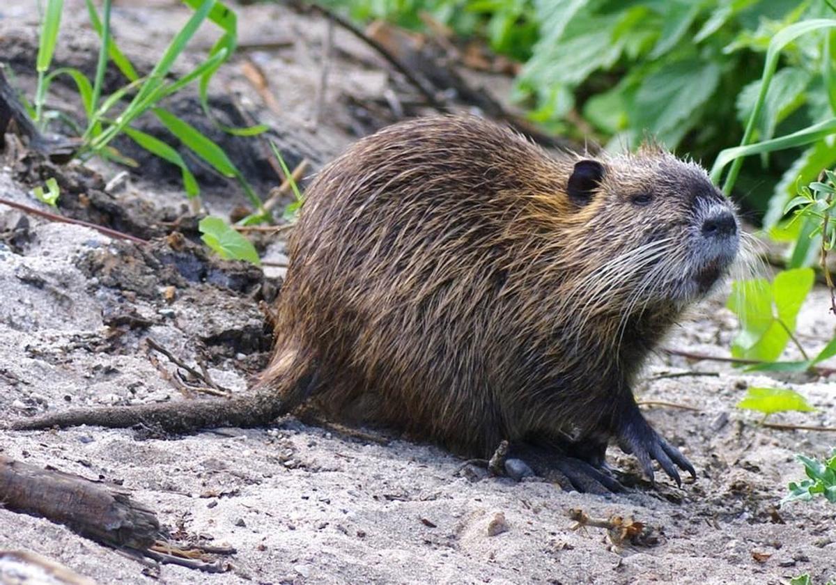 Un coipú o rata nutria.