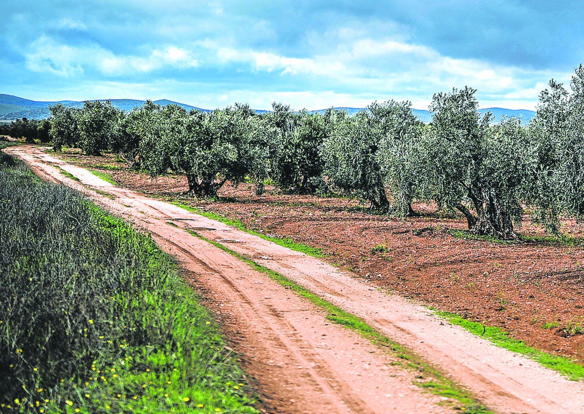 Imagen secundaria 1 - Carteles contrarios a la mina en una explotación agrícola de la zona. Un olivar en el término municipal de Santa Cruz de Mudela, uno de los tres pueblos donde se localiza el proyecto de investigación. Y uno de los agricultores recoge tierra en el lugar donde Quantum Minería quiere llevar a cabo el estudio.