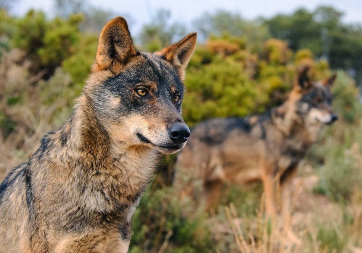 Imagen de una pareja de lobos ibéricos en libertad.