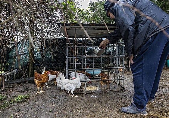 Demetrio, vecino de Cueto, da de comer a las aves en el jardín de su vivienda.