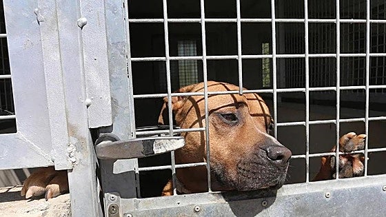 Un perro de raza peligrosa suelto y sin bozal deja gravemente herida a una niña en León