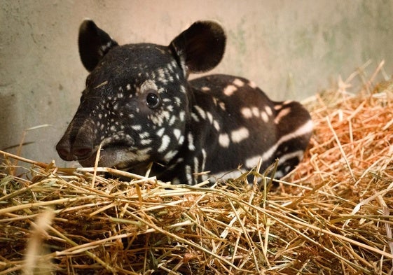 La cría del tapir malayo nacido en Fuengirola.