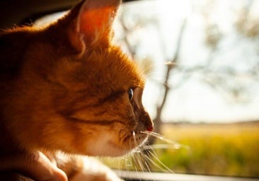 Con la llegada de la Semana Santa, muchas personas aprovechan para disfrutar de una escapada con su mascota