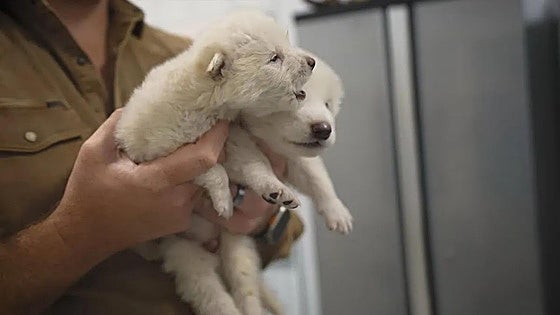 La empresa que creó ratones lanudos asegura haber revivido al lobo gigante