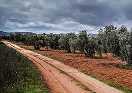 Un olivar en el término municipal de Santa Cruz de Mudela