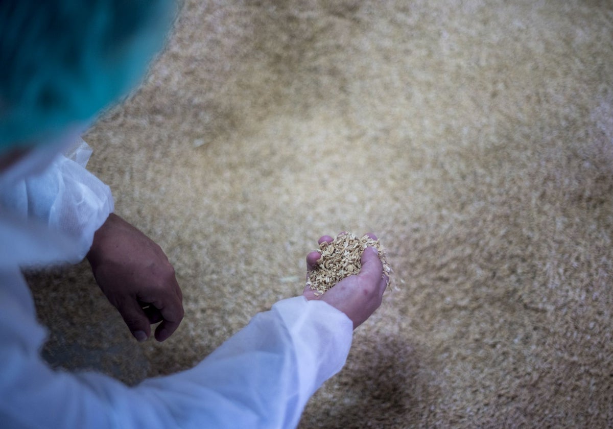 Rice husk as a raw material