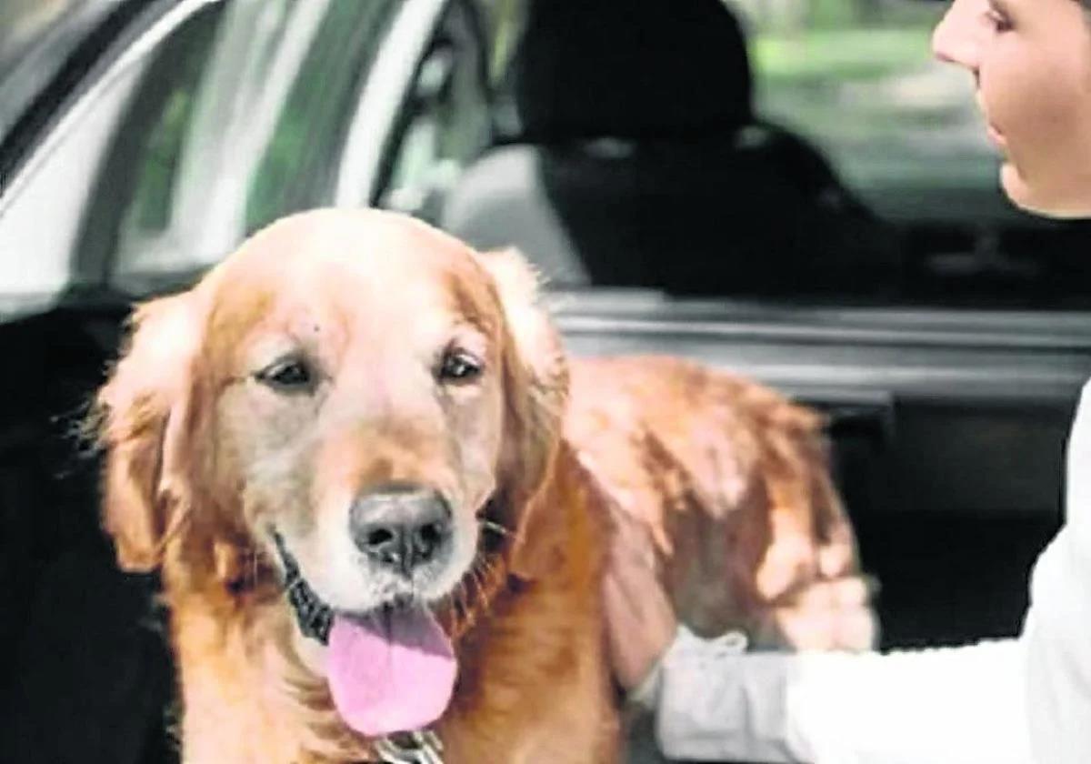 La mascota, uno más de la familia también en el coche