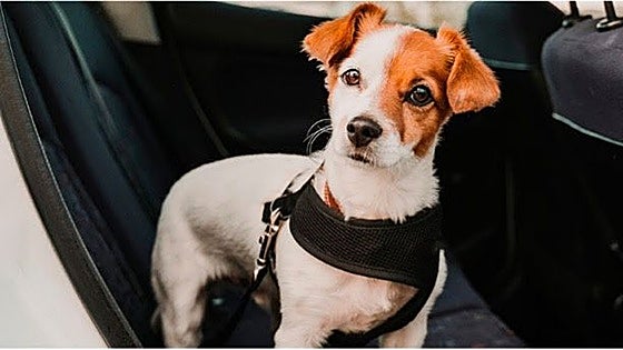 La mayoría de los propietarios de mascotas desconocen cómo deben transportarlas en el coche