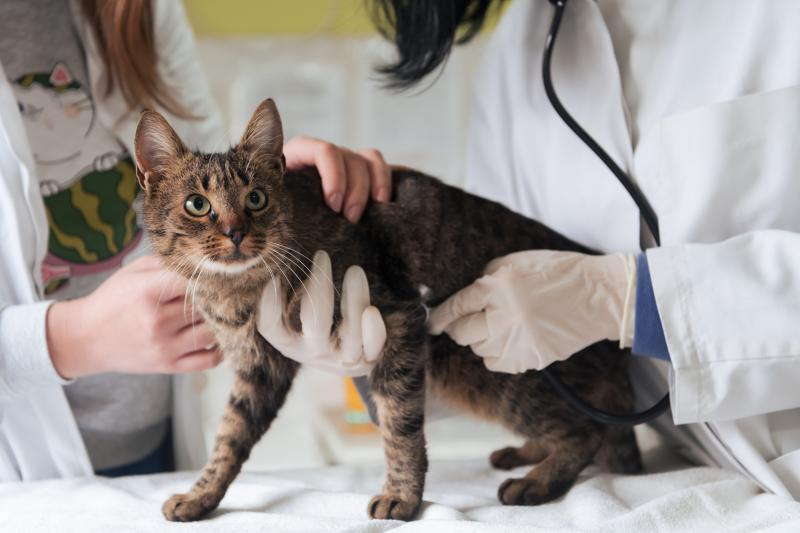 Un gato doméstico, atendido en una clínica veterinaria