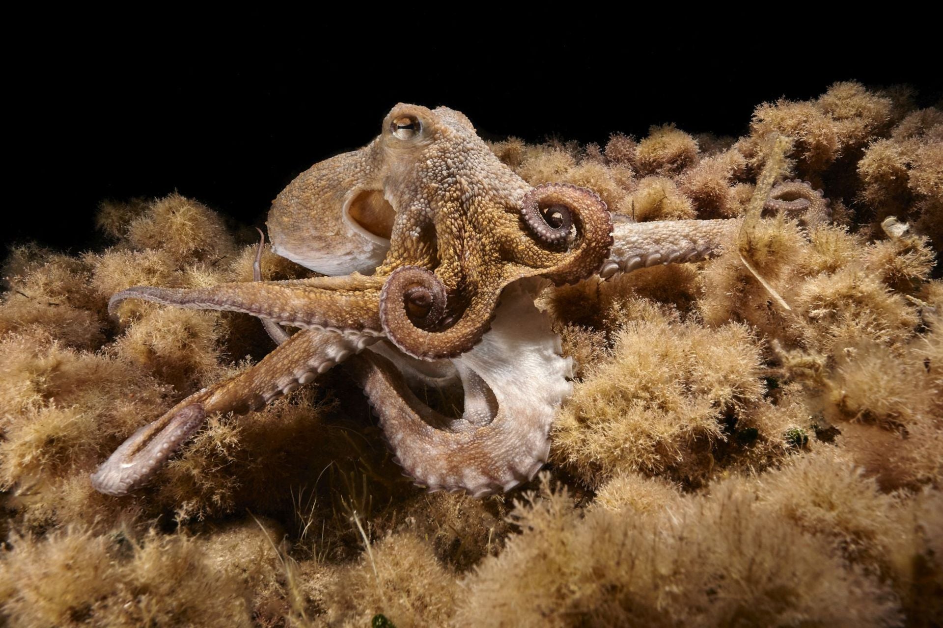 Salvador, el 'mutante' pulpo Ibicenco con memoria de elefante y una regeneración inusual.