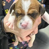 Uno de los cachorros rescatados.