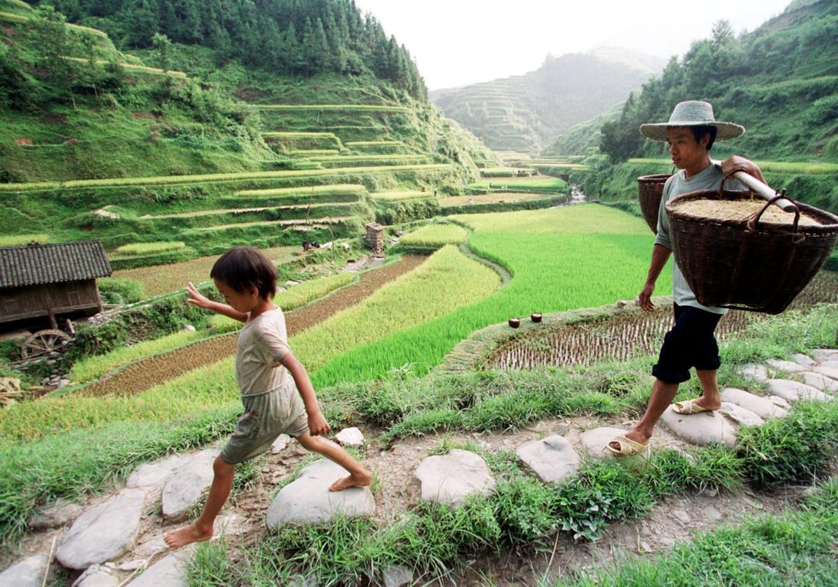 El arroz desata una crisis de gobierno en Japón