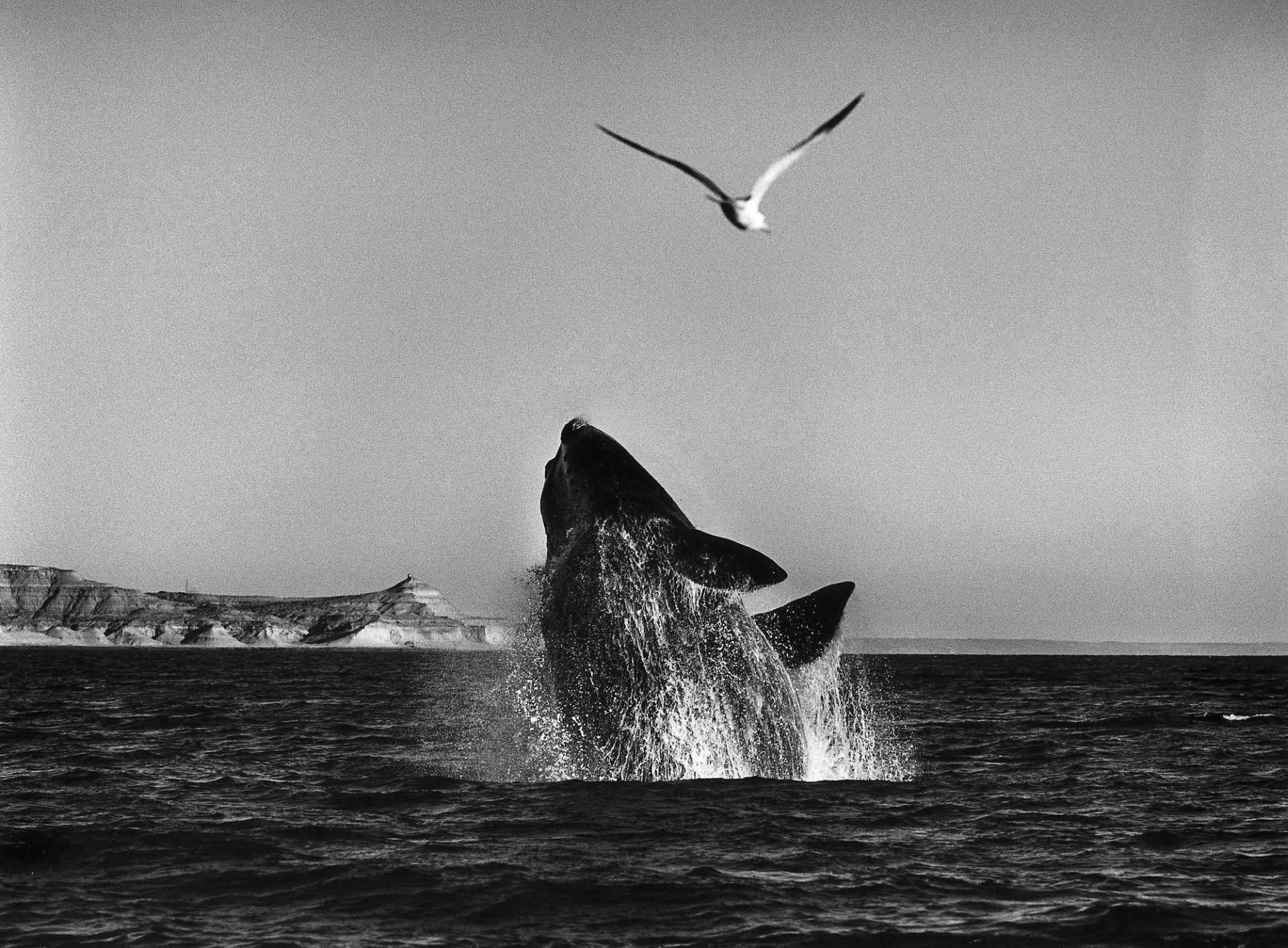 Ballena emerge del agua cerca de la costa de la Patagonia (Argentina).