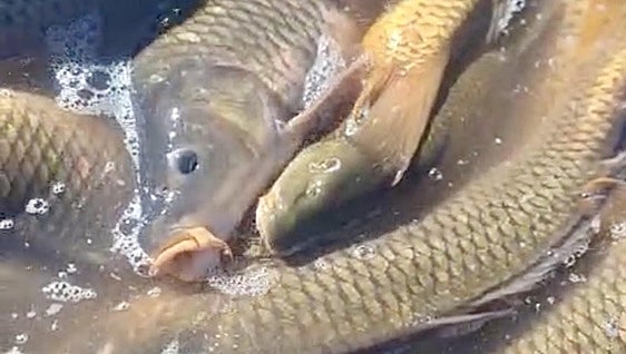 Miles de peces muertos al cerrar la conexión de dos embalses entre Cuenca y Guadalajara