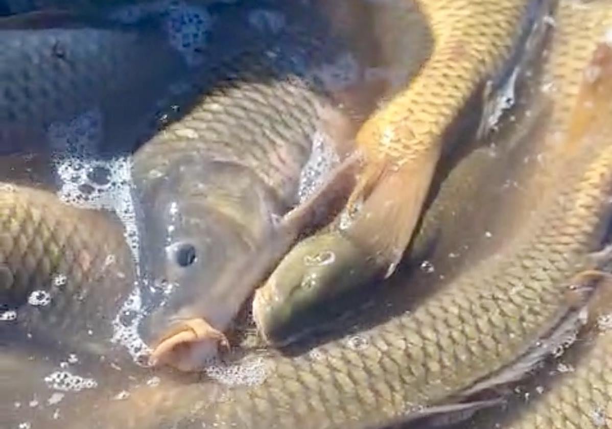 Peces muertos tras el cierre de la conexión de los embalses de Entrepeñas y Buendía.