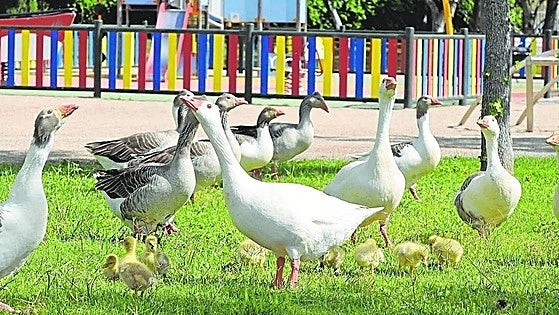 Un laboratorio confirma un foco de gripe aviar en Badajoz