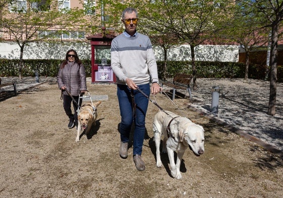 Un momento del entrenamiento de dos perros de asistencia.