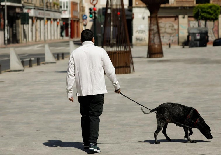 Matan de un disparo desde una vivienda a un perro que paseaba con su dueño en Castellón