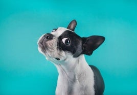 ¿Seguro que entiendes a tu perro? La ciencia dice que posiblemente no