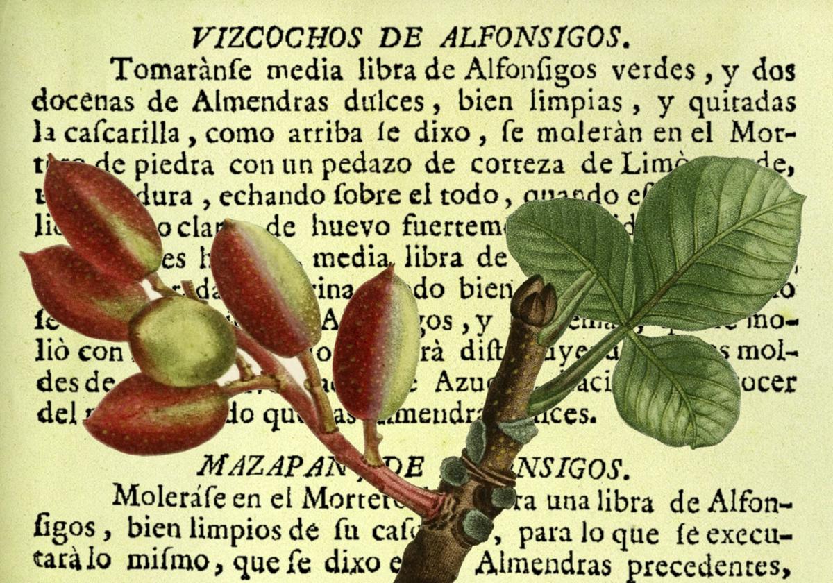 Recetas con pistachos/alfónsigos de Juan de la Mata (1747) e ilustración botánica de hojas y frutos del pistachero (1819).
