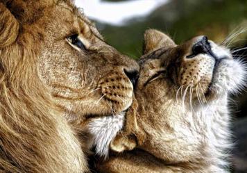 Poliamor en la selva: la infidelidad reina entre las fieras