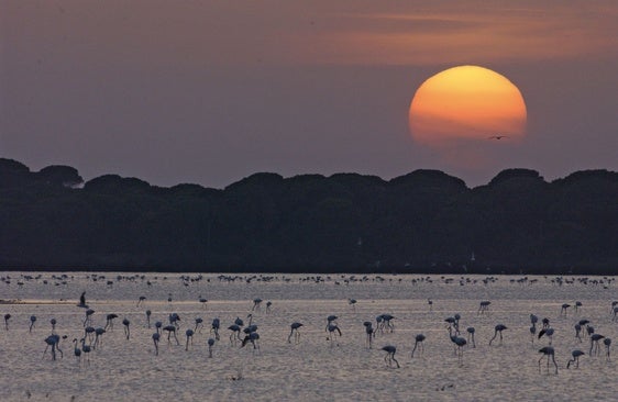 Flamencos en Doñana.