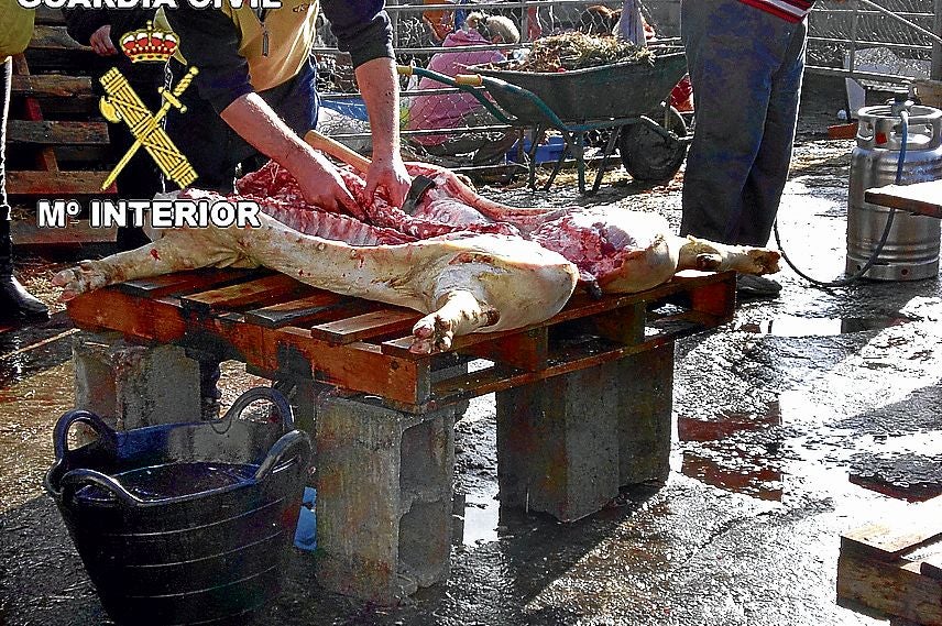 Matadero ilegal de cerdos vendidos por 200 euros.