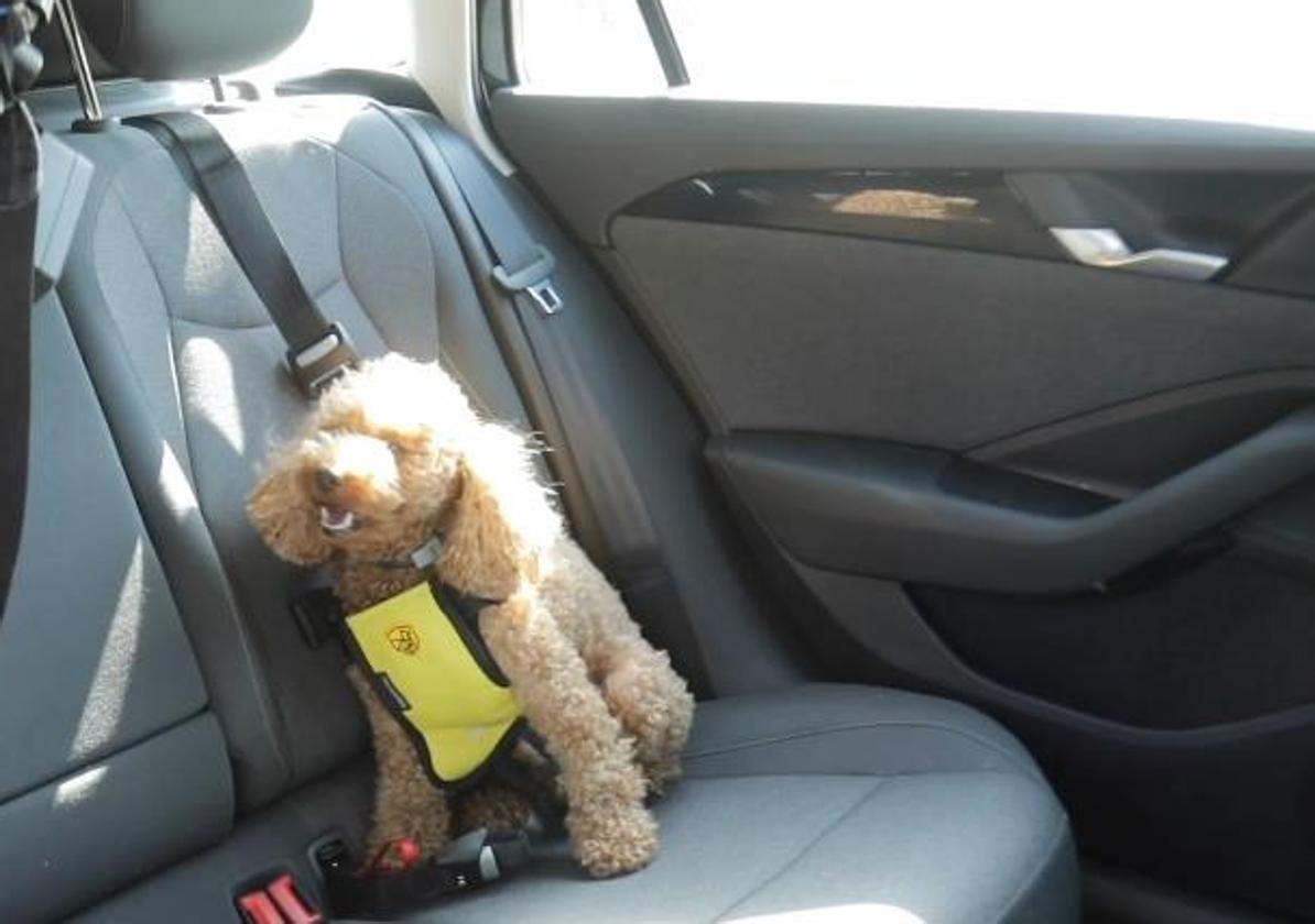 A dog properly secured in a vehicle