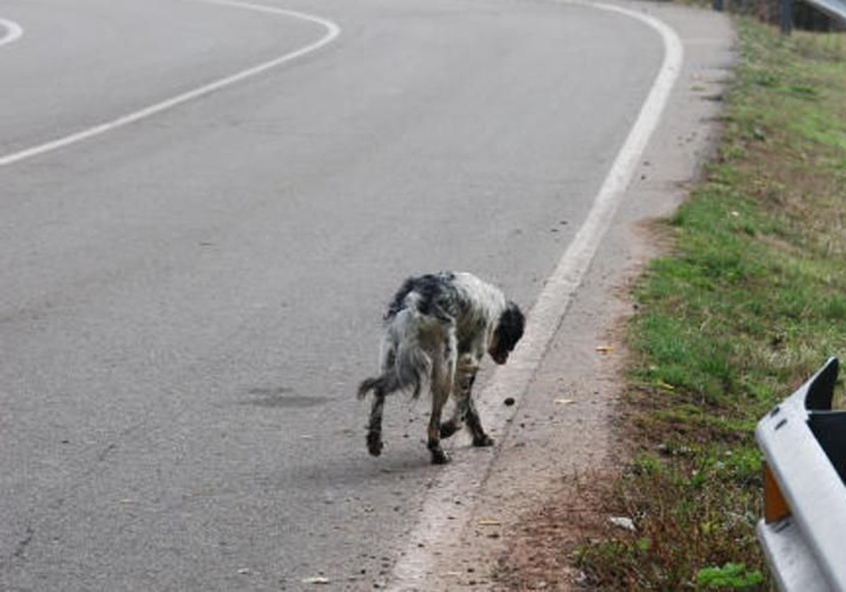 Alarma en las carreteras: casi 1.900 perros mueren atropellados...
