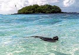 Una iguana marina nada en la Bahía Tortuga de la Isla Santa Cruz, parte del archipiélago ecuatoriano de las Galápagos.