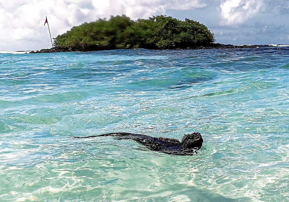 Una iguana marina nada en la Bahía Tortuga de la Isla Santa Cruz, parte del archipiélago ecuatoriano de las Galápagos.