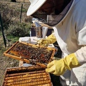 Un apicultor ataviado con un buzo protector manipula un panal de abejas.
