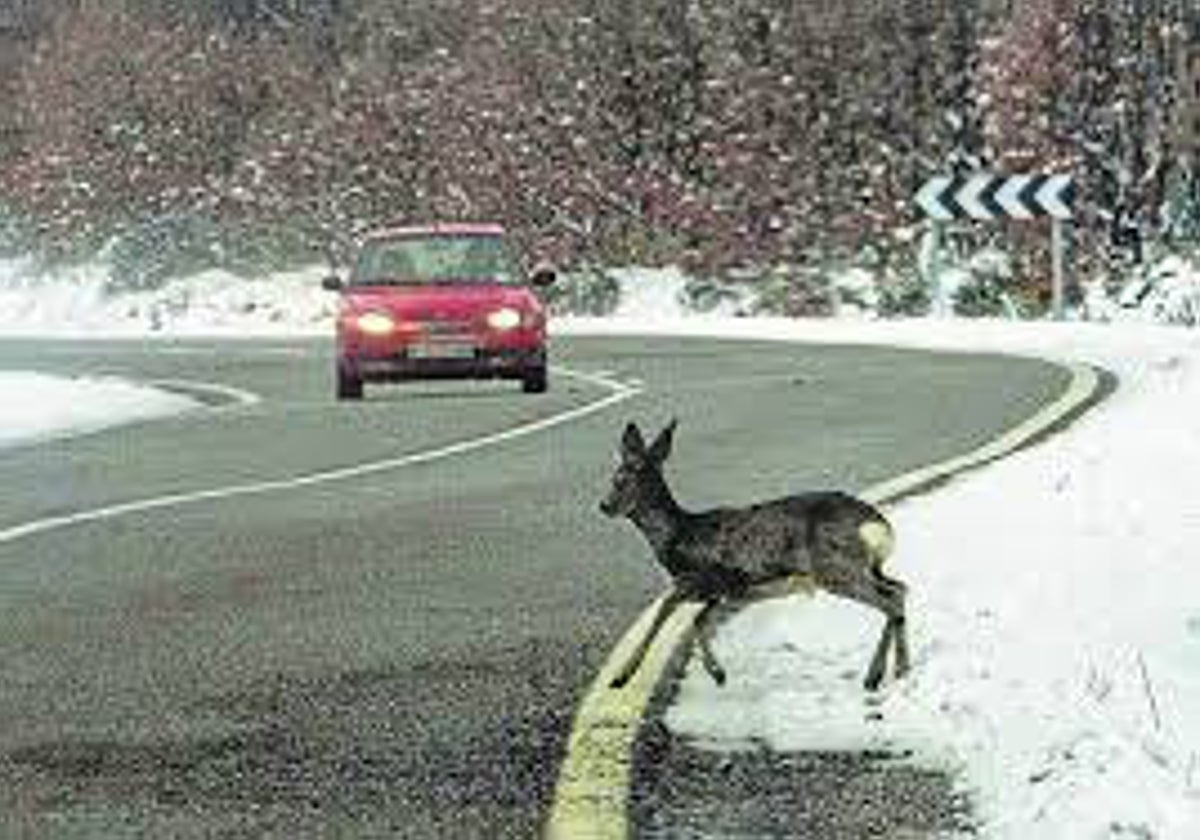 Accidents involving animals