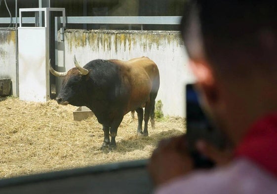 Un astado descansa en los Corrales del gas.