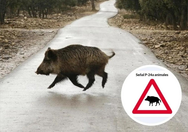 Alerta por el aumento de accidentes de tráfico con animales: Vigila los siguientes puntos
