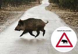 Accidentes con animales
