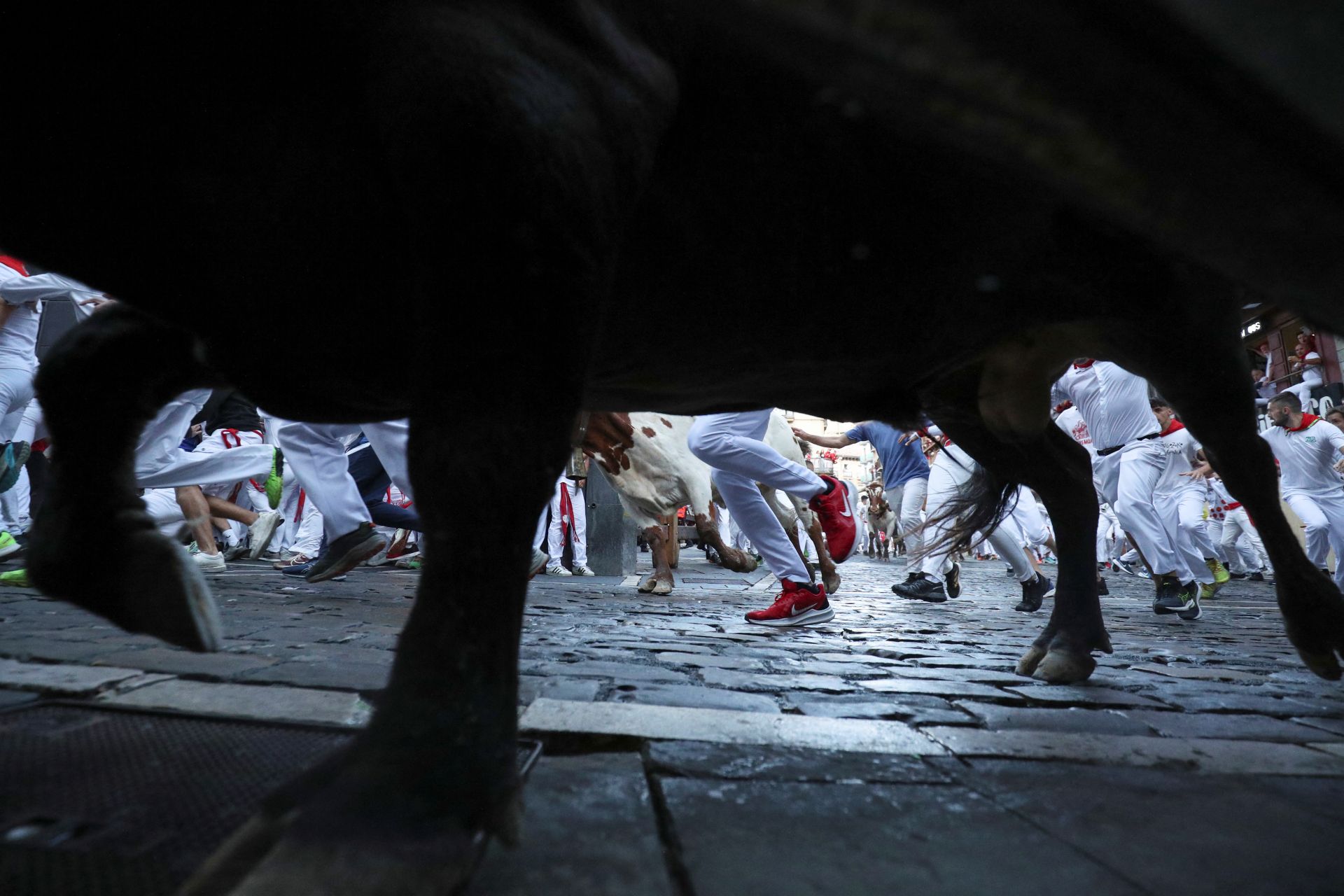 Los toros de la ganadería gaditana de Álvaro Núñez galoparán mañana por primera vez por las calles del Casco Viejo en el tercer encierro de San Fermín.